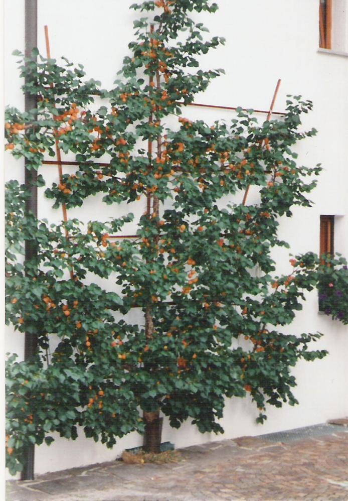 אינסברוק Landhaus Brigitta מראה חיצוני תמונה